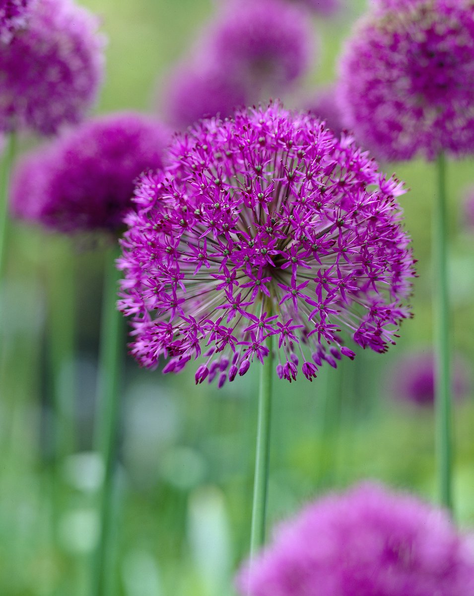 Allium Purple Sensation | 15 stuks | Sieruien | Alliumbollen
