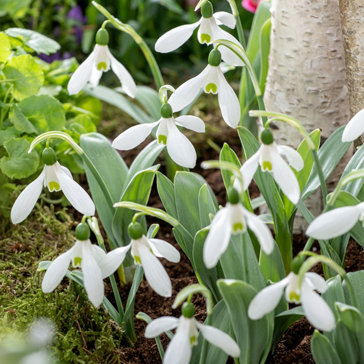 50x Bulbes de fleurs - Mélange 'White Collection' blanc