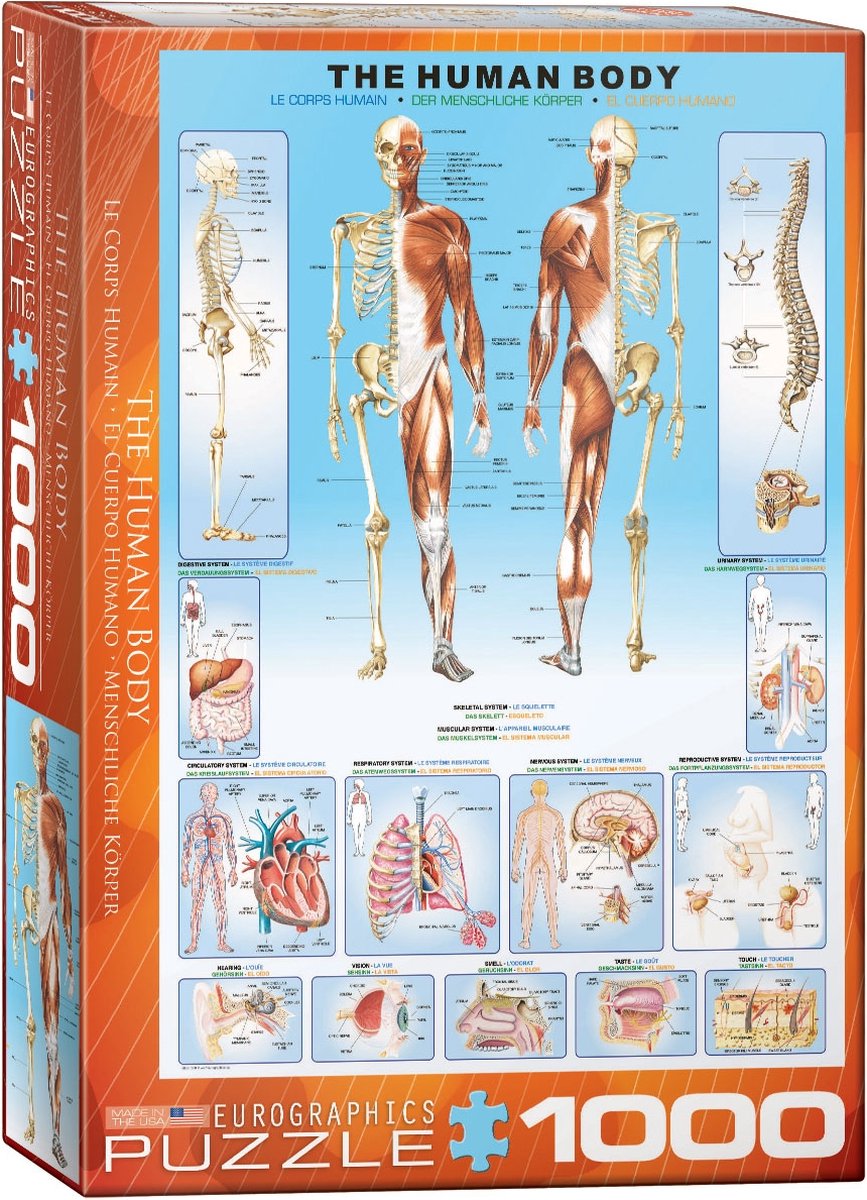 The Human Body Puzzel (1000 stukjes)