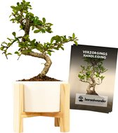 Bonsaiwonder - Carmona Luxury - Bonsai boompje - 6 jaar oud - Hoogte: 35cm - Ø 17cm - Bonsai - Kamerplant