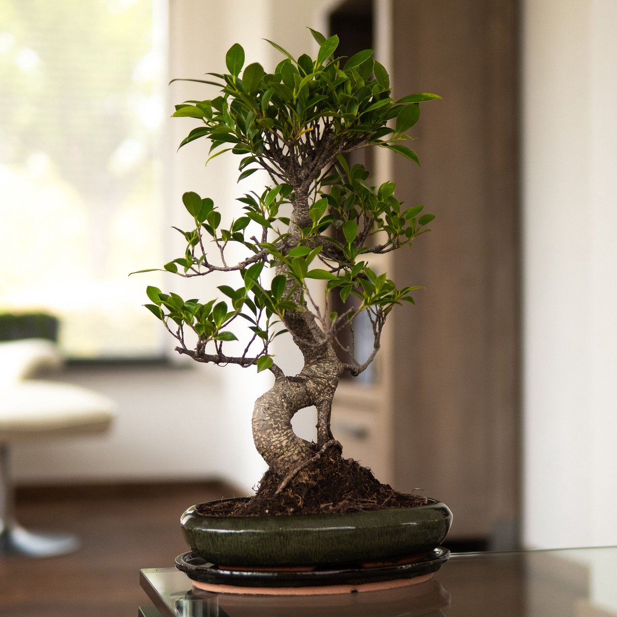 Bonsai Draht Aus Aluminium-Kuper – 3,0 Mm, 500 G Rolle (ca. 26 M) | Für Das Formen Von Bonsai-Ästen