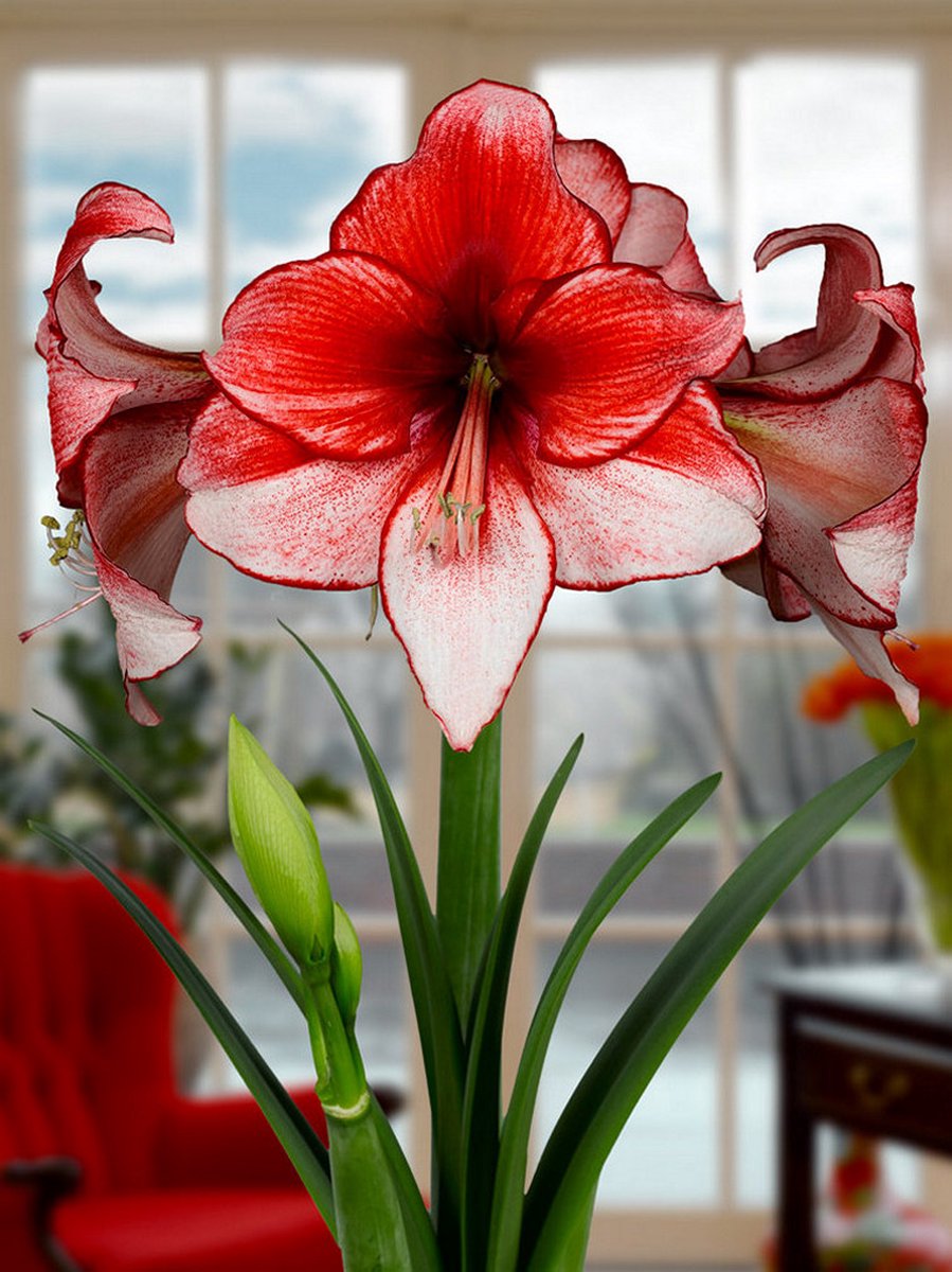 1x Hippeastrum 'Charisma' - BULBi® Bloembollen met bloeigarantie