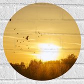 Muursticker Cirkel - Zwerm Vogels Vliegend boven de Bomen tijdens de Mooie Zonsondergang - 40x40 cm Foto op Muursticker