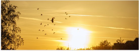 Poster (Mat) - Zwerm Vogels Vliegend boven de Bomen tijdens de Mooie Zonsondergang - 60x20 cm Foto op Posterpapier met een Matte look