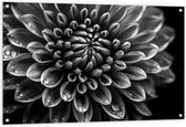 Tuinposter – Zwart-wit Dahlie Bloem met Waterdruppels erop - 120x80 cm Foto op Tuinposter (wanddecoratie voor buiten en binnen)