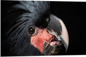 Dibond - Zwartkleurige Kaketoe Vogel tegen Zwarte Achtergrond - 90x60 cm Foto op Aluminium (Wanddecoratie van metaal)