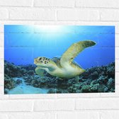 Muursticker - Zwemmende Zeeschildpad bij Koraal op Zeebodem van Heldere Oceaan - 60x40 cm Foto op Muursticker