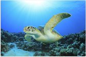 Poster Glanzend – Zwemmende Zeeschildpad bij Koraal op Zeebodem van Heldere Oceaan - 105x70 cm Foto op Posterpapier met Glanzende Afwerking