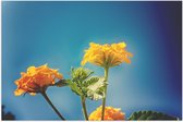 Poster Glanzend – Oranje en Gele Wisselbloemen voor Heldere Lucht Achtergrond - 90x60 cm Foto op Posterpapier met Glanzende Afwerking