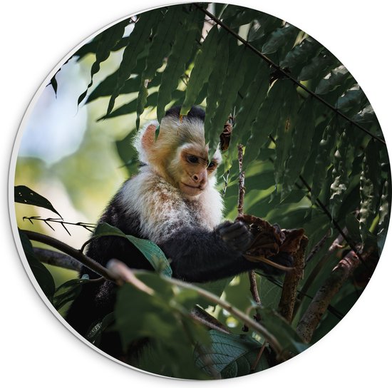 PVC Schuimplaat Muurcirkel - Zwart witte kleine aap zit in boom - 20x20 cm Foto op Muurcirkel (met ophangsysteem)