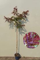 Jonge Rode Valse Christusdoorn boom | Gleditsia triacanthos 'Rubylace | 80-100cm hoogte