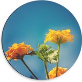 Dibond Muurcirkel - Oranje en Gele Wisselbloemen voor Heldere Lucht Achtergrond - 30x30 cm Foto op Aluminium Muurcirkel (met ophangsysteem)