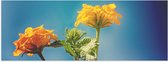 Poster Glanzend – Oranje en Gele Wisselbloemen voor Heldere Lucht Achtergrond - 90x30 cm Foto op Posterpapier met Glanzende Afwerking
