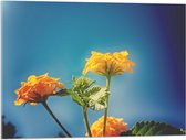 Acrylglas - Oranje en Gele Wisselbloemen voor Heldere Lucht Achtergrond - 80x60 cm Foto op Acrylglas (Met Ophangsysteem)