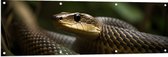 Tuinposter – Zwarte mamba slang in de natuur - 150x50 cm Foto op Tuinposter (wanddecoratie voor buiten en binnen)