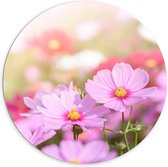 Dibond Muurcirkel - Cosmea Bloemen in een Veld bij Fel Daglicht - 100x100 cm Foto op Aluminium Muurcirkel (met ophangsysteem)