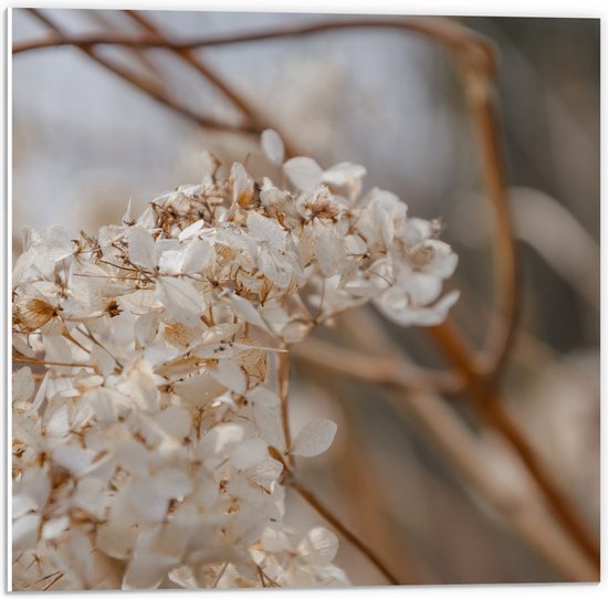 PVC Schuimplaat- Droge Witte Bloemen tussen Bruine Takken - 50x50 cm Foto op PVC Schuimplaat
