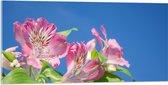Acrylglas - Roze Alstroemeria Bloemen met Lucht Achtergrond - 100x50 cm Foto op Acrylglas (Met Ophangsysteem)