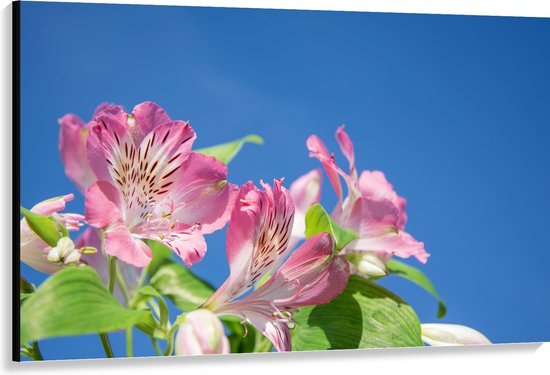 Canvas - Roze Alstroemeria Bloemen met Lucht Achtergrond - 150x100 cm Foto op Canvas Schilderij (Wanddecoratie op Canvas)