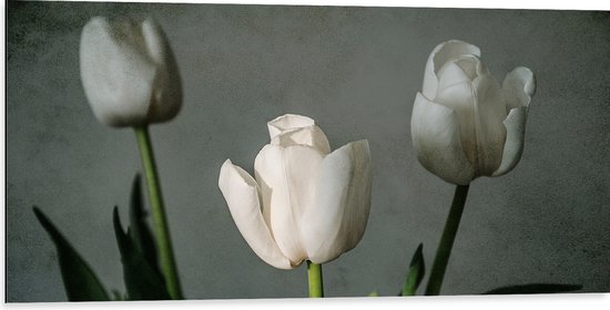 Dibond - Witte Tulpen Op Lange Stengels voor Grijze Achtergrond - Bloemen - 100x50 cm Foto op Aluminium (Wanddecoratie van metaal)