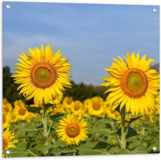 Tuinposter – Zonnebloem Veld met Bergen en Heldere Lucht als Achtergrond - 80x80 cm Foto op Tuinposter (wanddecoratie voor buiten en binnen)