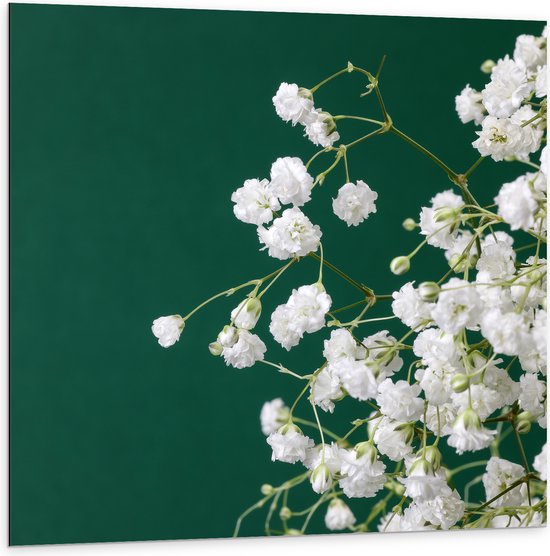 Dibond - Kleine Witte Bloemen aan Takjes Voor Donker Groene Achtergrond - 100x100 cm Foto op Aluminium (Met Ophangsysteem)