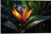 Acrylglas - Oranje Paradijsvogelbloem Tussen donker Groene Bladeren met Waterdruppels - 60x40 cm Foto op Acrylglas (Met Ophangsysteem)
