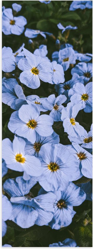 Poster (Mat) - Vergeet me nietjes bloemen blauw met gele binnenkant - 30x90 cm Foto op Posterpapier met een Matte look