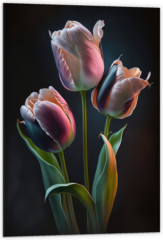Dibond - Roze tulpen voor een zwarte achtergrond - Bloemen - 60x90 cm Foto op Aluminium (Wanddecoratie van metaal)