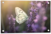 Tuinposter – Insect - Vlinder - Bloem - Lavendel - 60x40 cm Foto op Tuinposter (wanddecoratie voor buiten en binnen)