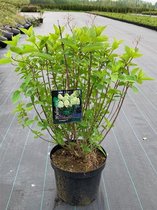 1 stuk(s) | Hydrangea paniculata 'Limelight' C7.5 40-50 cm
