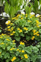 3 stuks | Caltha palustris P9 cm