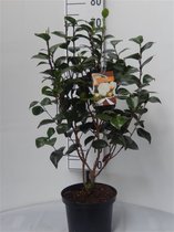 Camellia japonica 'Powder Puff' C5 60-70 cm