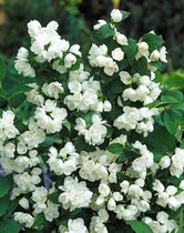 Philadelphus 'Virginal' C2 40-60 cm