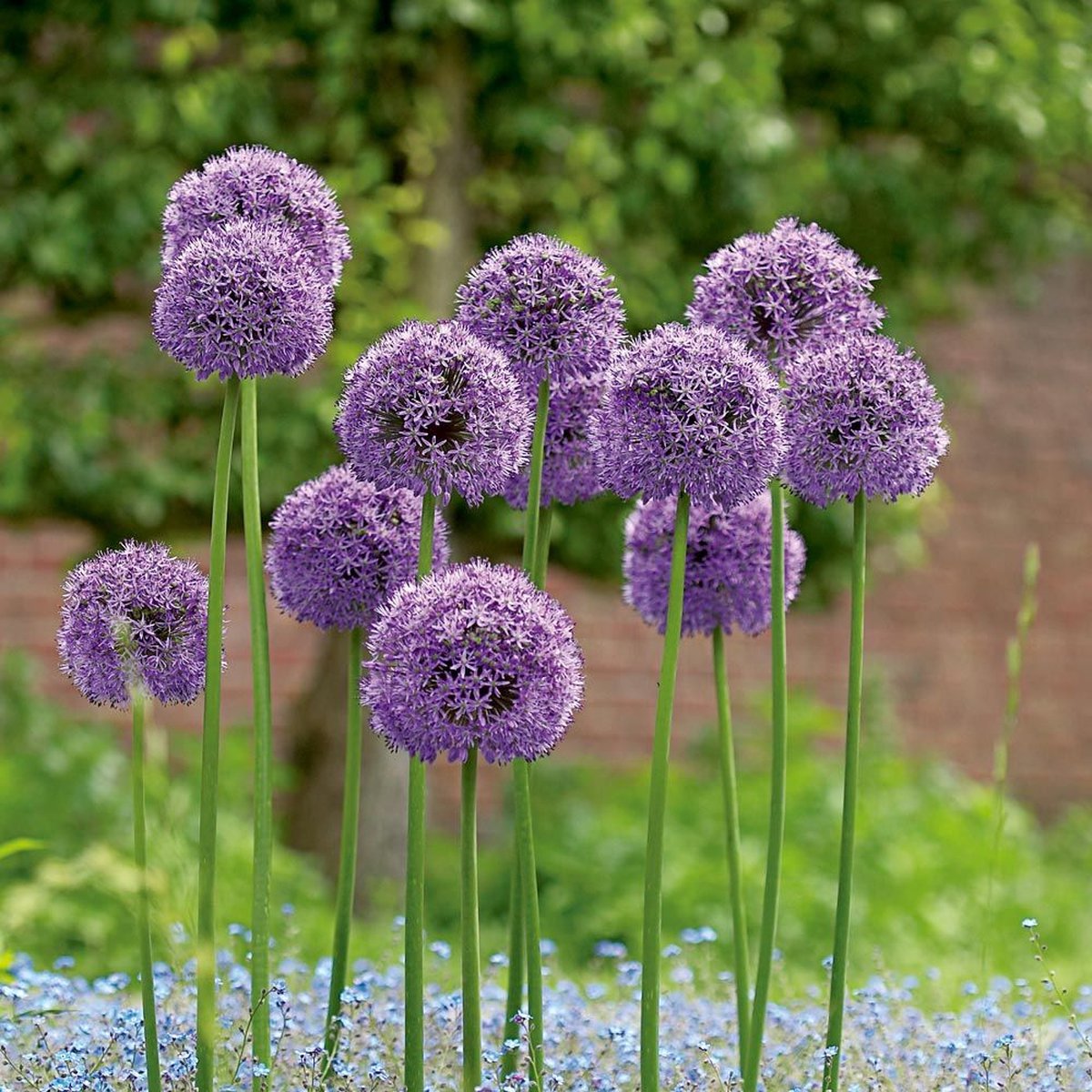 Allium Gladiator | 1 stuk | Sieruien | Alliumbollen