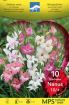 Gladiolus nanus gemengd - mix