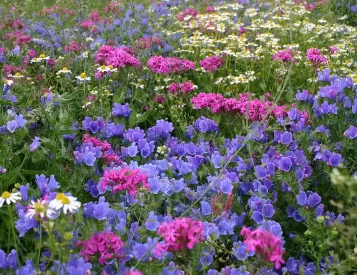 Gothic - Veldbloemenmengsel meerjarig - 100gr. - Advanta