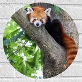 Muursticker Cirkel - Rode panda zit in boom met hangende staart - 40x40 cm Foto op Muursticker