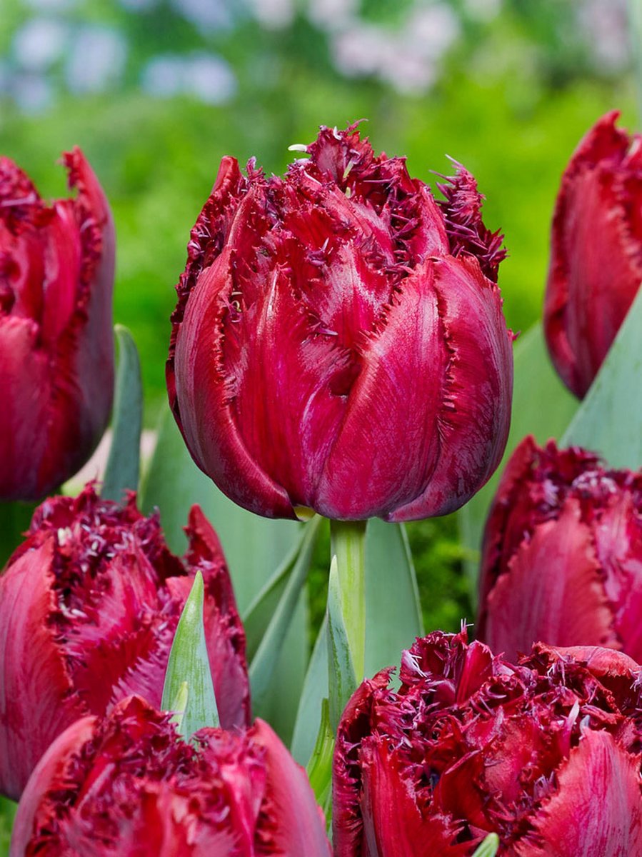 15x Tulpen 'Cranberry thistle' - BULBi® Bloembollen met bloeigarantie