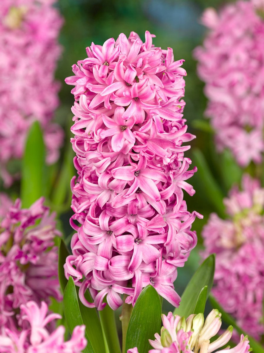 10x Hyacinten 'Pink pearl' - BULBi® Bloembollen met bloeigarantie