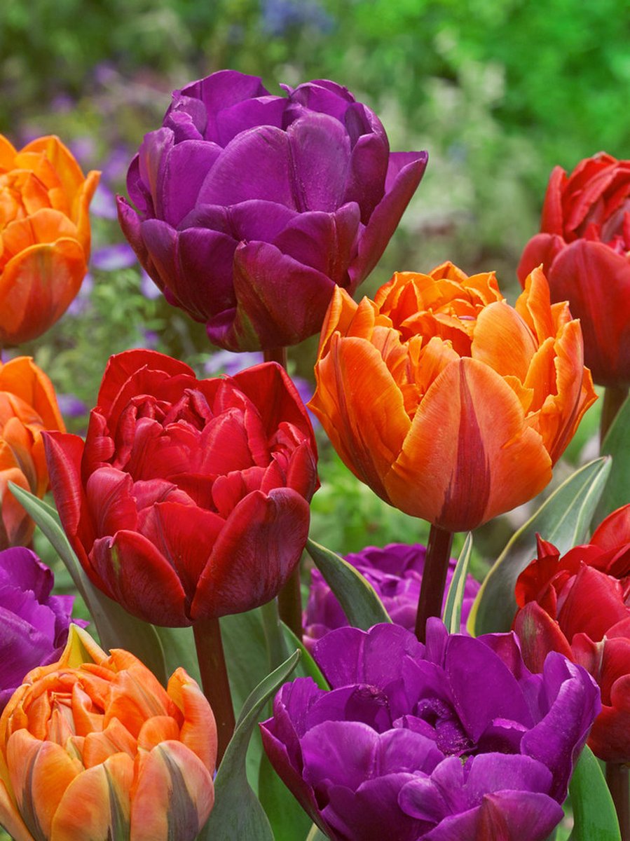 15x Tulpen 'Driekleur dubbel gemengd' - BULBi® Bloembollen met bloeigarantie