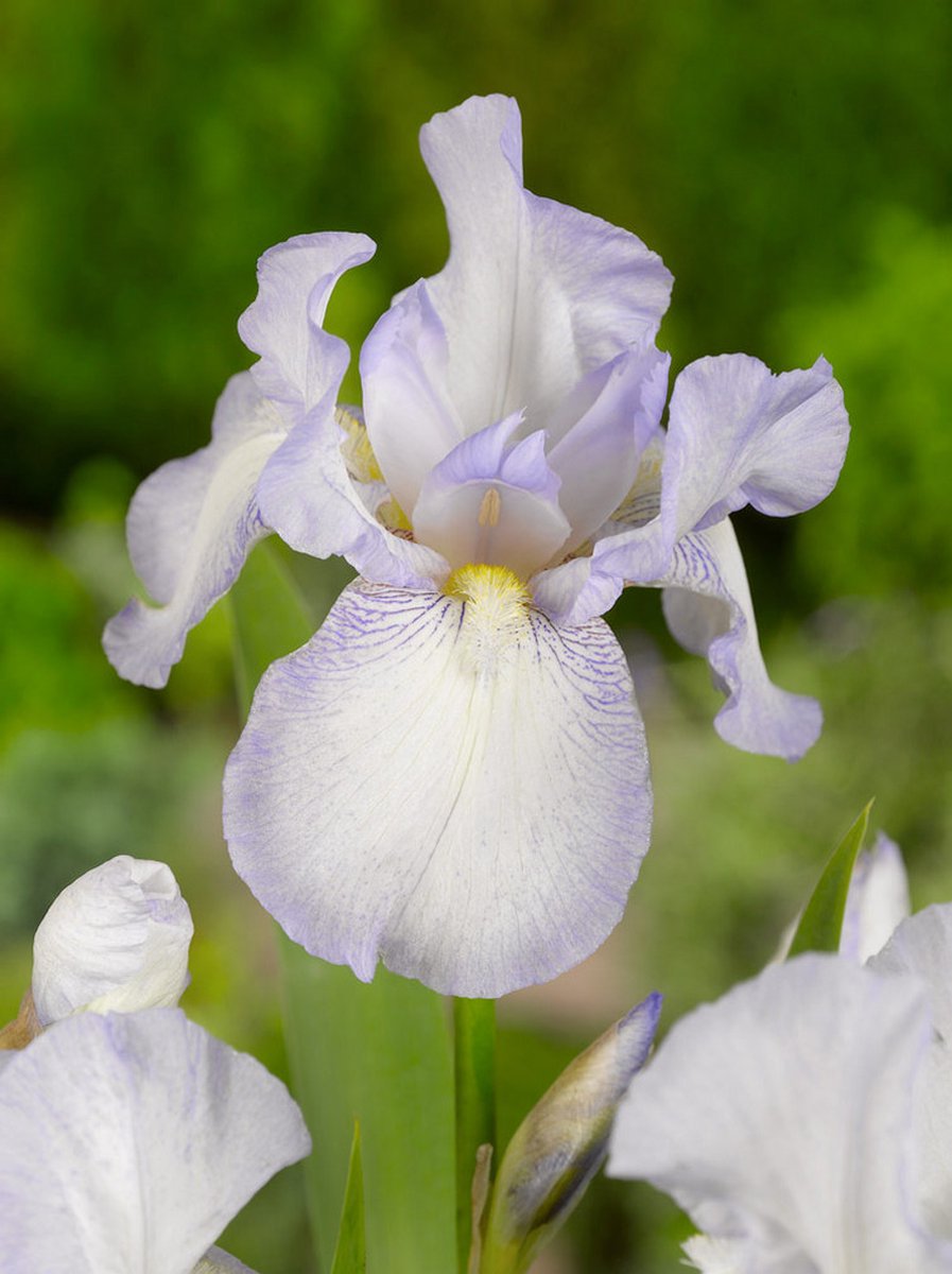 4x Iris 'Iris english cottage germanica' - BULBi® Bloembollen met bloeigarantie