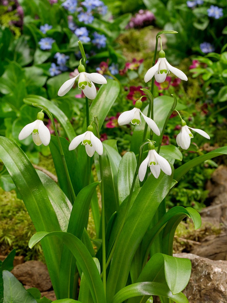 30x Galanthus 'Galanthus woronowii' - BULBi® Bloembollen met bloeigarantie