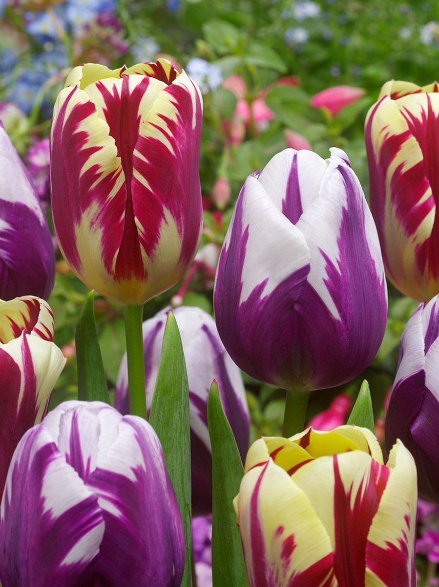 20x Tulpen 'Grand perfection & rem's favourite gemengd' - BULBi® Bloembollen met bloeigarantie