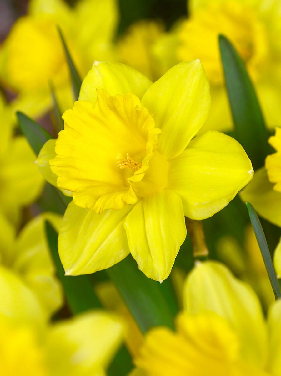 20x Narcissen 'Gigantic star' - BULBi® Bloembollen met bloeigarantie