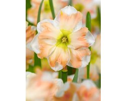 10x Narcissen 'Cum laude' - BULBiĀ® Bloembollen met bloeigarantie