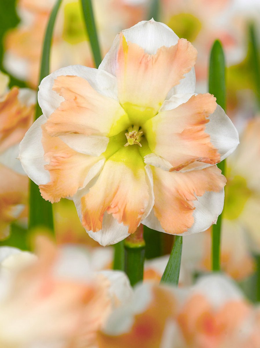 10x Narcissen 'Cum laude' - BULBi® Bloembollen met bloeigarantie