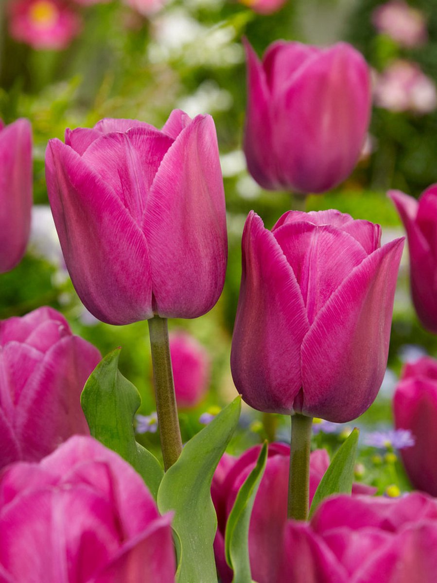 15x Tulpen 'Barcelona' - BULBi® Bloembollen met bloeigarantie