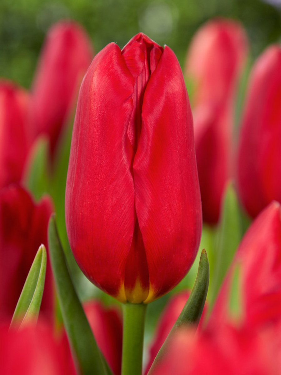 20x Tulpen 'Kingsblood' - BULBi® Bloembollen met bloeigarantie