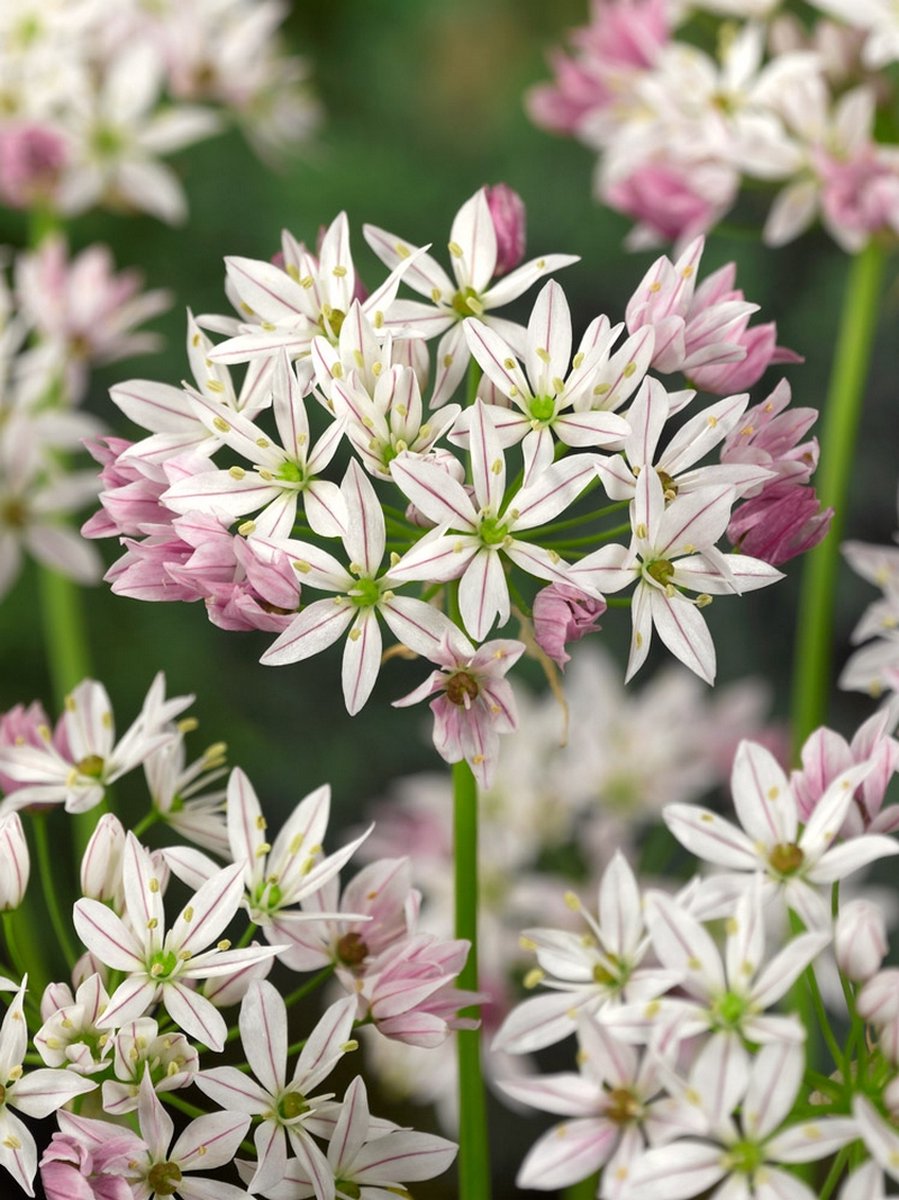 15x Allium 'Cameleon' - BULBi® Bloembollen met bloeigarantie